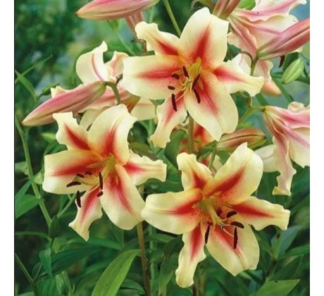 Lilium - Lavon obria ľalia/1 ks