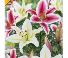 Lilium - Duo oriental Pink & White/2 ks