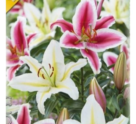 Lilium - Duo oriental Pink & White/2 ks