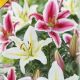 Lilium - Duo oriental Pink & White/2 ks