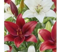 Lilium - Duo asiatic Duo Red & White/2 ks