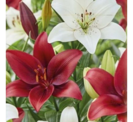 Lilium - Duo asiatic Duo Red & White/2 ks