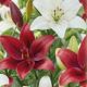 Lilium - Duo asiatic Duo Red & White/2 ks