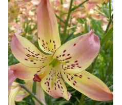 Lilium - Corsage