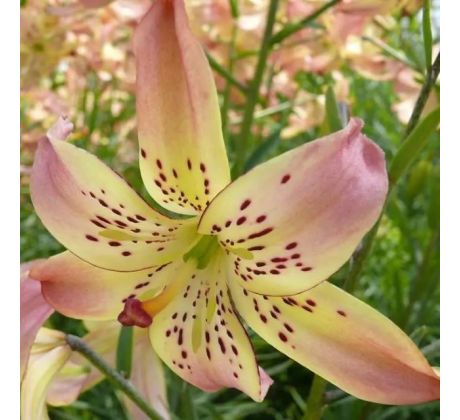 Lilium - Corsage