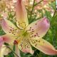 Lilium - Corsage