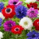 Anemone St.Brigid - mixed