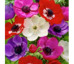 Anemone de Caen - mixed