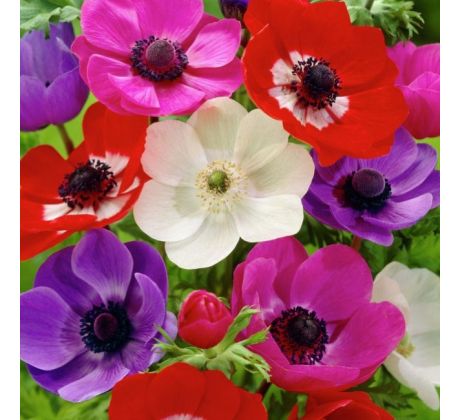 Anemone de Caen - mixed