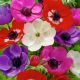 Anemone de Caen - mixed