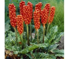 Arum Italicum