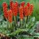 Arum Italicum