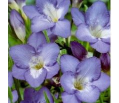 Freesia single - blue