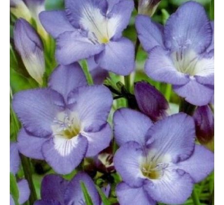 Freesia single - blue