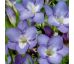 Freesia single - blue