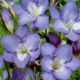 Freesia single - blue