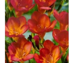 Freesia Single - Freesia Red