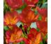 Freesia Single - Freesia Red