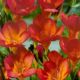 Freesia Single - Freesia Red