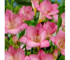 Freesia Single - Freesia Pink