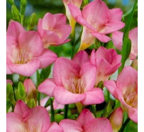 Freesia Single - Freesia Pink