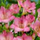 Freesia Single - Freesia Pink