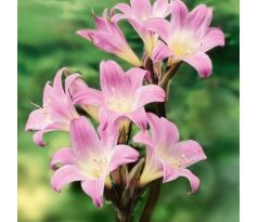 Amaryllis Belladonna