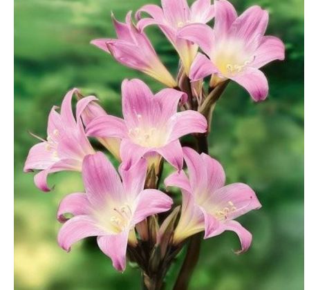 Amaryllis Belladonna