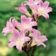 Amaryllis Belladonna