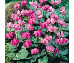 Cyclamen coum