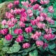 Cyclamen coum