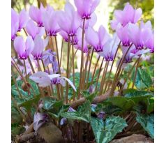 Cyclamen Hederifolium