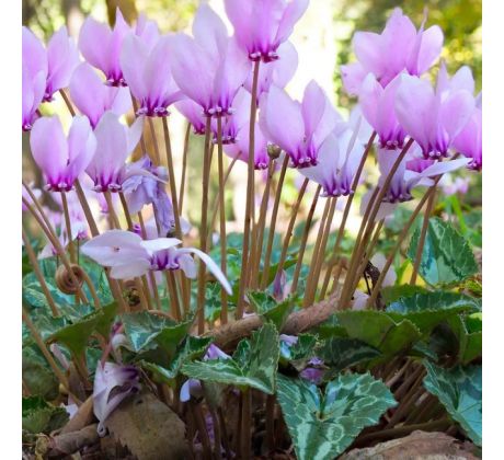 Cyclamen Hederifolium