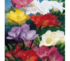 Freesia single - mixed