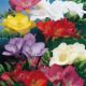 Freesia single - mixed