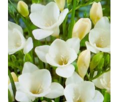 Freesia Single - Freesia White