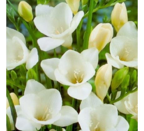 Freesia Single - Freesia White