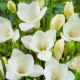 Freesia Single - Freesia White