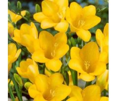 Freesia Single - Freesia Yellow