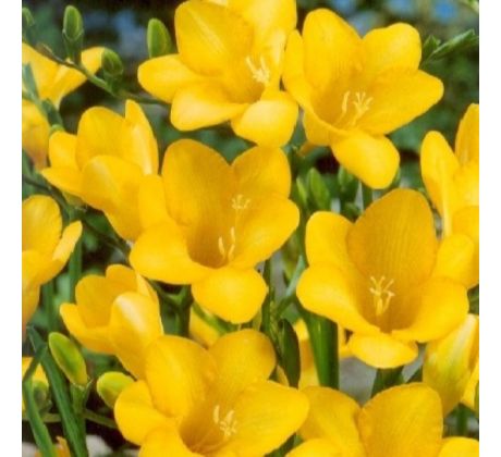 Freesia Single - Freesia Yellow