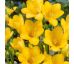 Freesia Single - Freesia Yellow