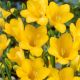 Freesia Single - Freesia Yellow