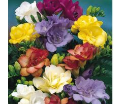 Freesia Double - Freesia double mixed