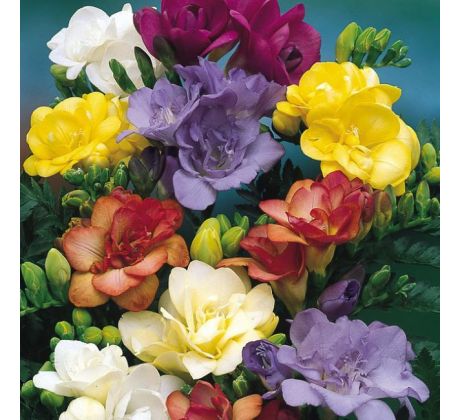 Freesia Double - Freesia double mixed