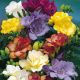 Freesia Double - Freesia double mixed