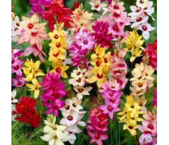 Ixia African Cornlili - mixed