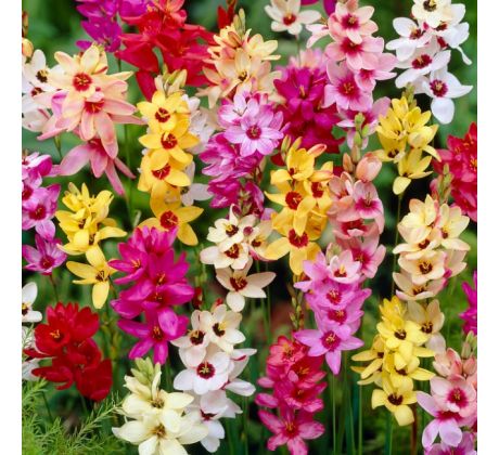 Ixia African Cornlili - mixed