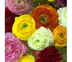 Ranunculus asiaticus - mixed