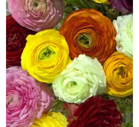 Ranunculus asiaticus - mixed