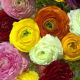 Ranunculus asiaticus - mixed
